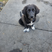 Puma, a Black, White Border Collie Mix Dog
