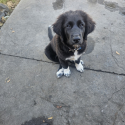 {petName}, a Black, White Border Collie Mix Dog