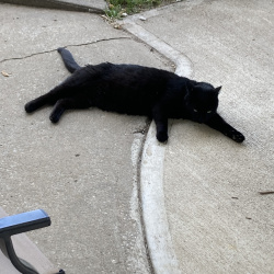 {petName}, a Black Domestic Shorthair Cat