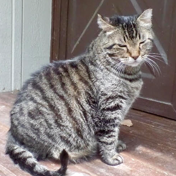 Garfunkel the cat
