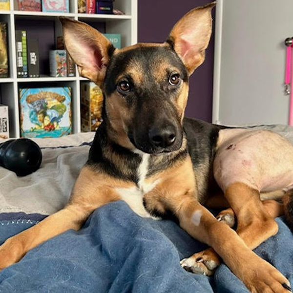 Star the dog